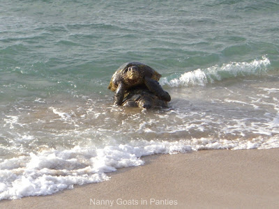 maui turtles mating