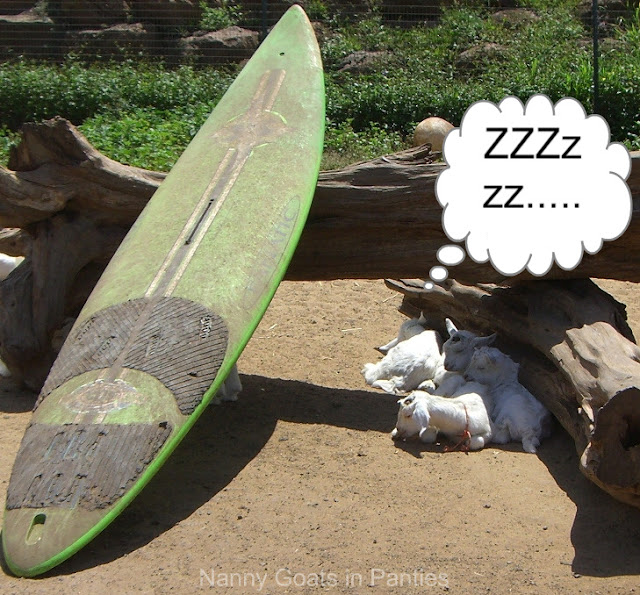 goat kids doze under surfboard