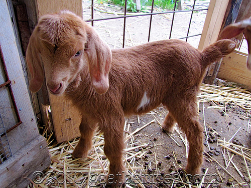 baby goat