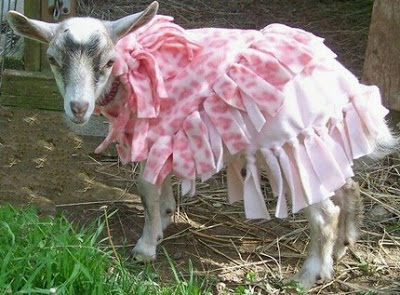 goat modeling pink frilly coat