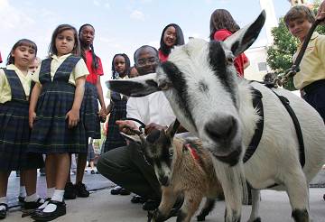 this goat is going to Haiti