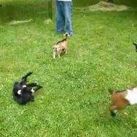 Buttermilk the Baby Goat Is the Jauntiest Goat of Them All