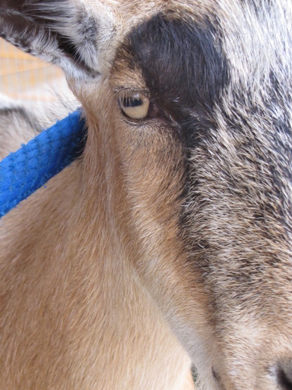 goat at disney world goat at disney world