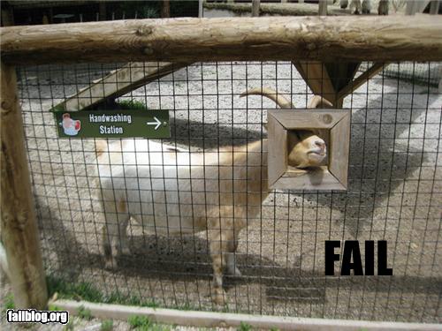 goat hand wash station fail goat picture, goat hand wash station fail