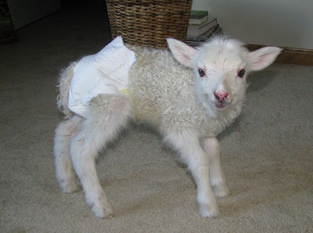 goat in diapers