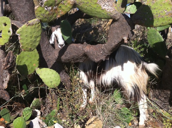 goat sicily A goat in Sicily
