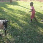 peace for paul goats uganda
