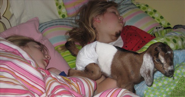 goat diapers, goat pictures