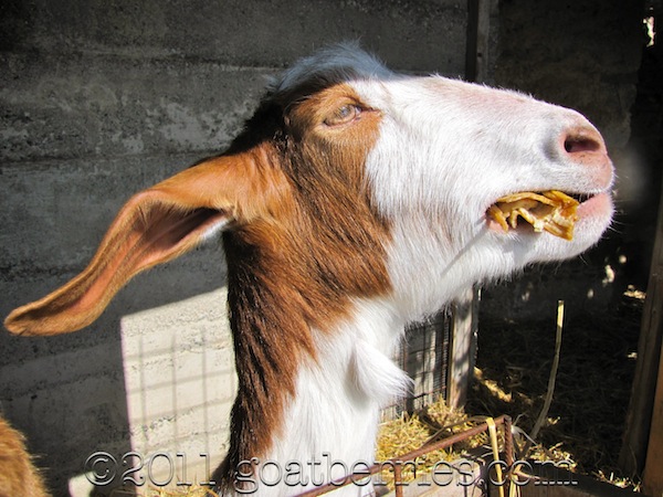 goat, goat eating banana