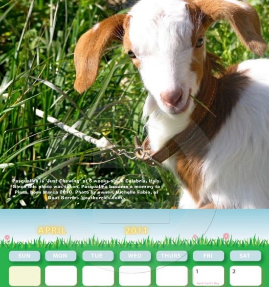 goat calendar, goat berries, michelle fabio