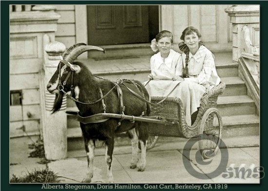 vintage goat photos, susan maxwell skinner, goat cart