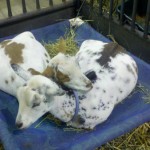 Goats at California State Fair