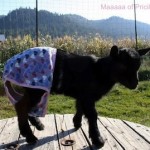 goat, panties, underwear