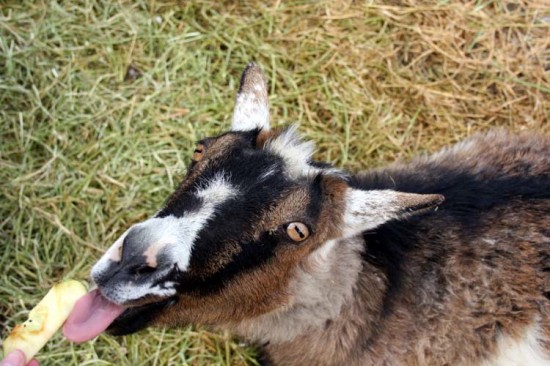 goat, goat picture, goat eating apple