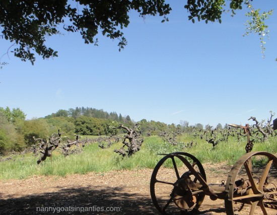 story winery, vineyard, amador county