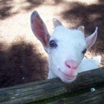 goat, cute goat