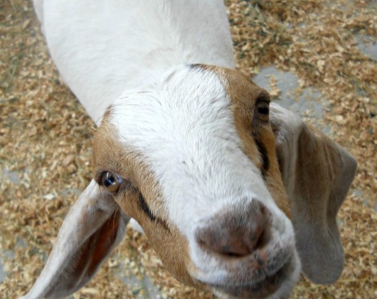 goat state fair