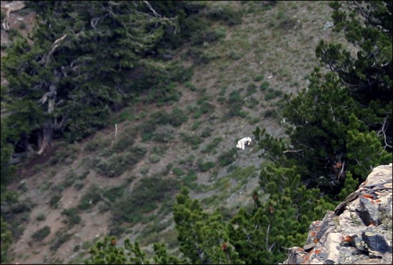 man dressed as goat goat man utah