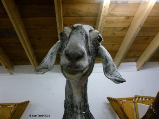 Fryeburg Fair,  Goat pictures