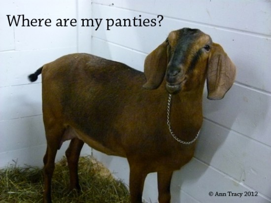 Fryeburg Fair, Goat photos, ann tracy
