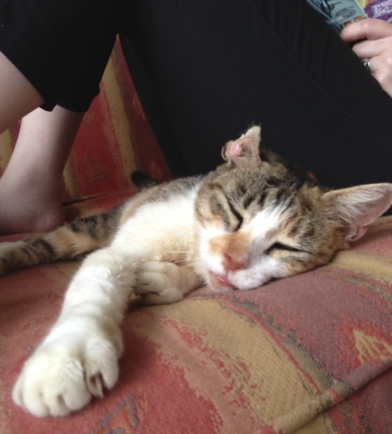 cat, sleeping, mangled ear, st martin