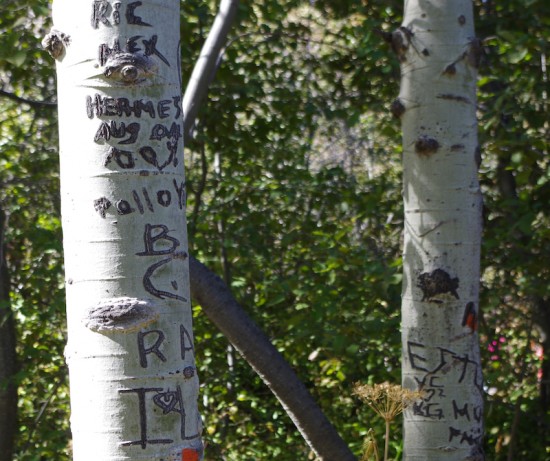 tree vandals, taylor creek